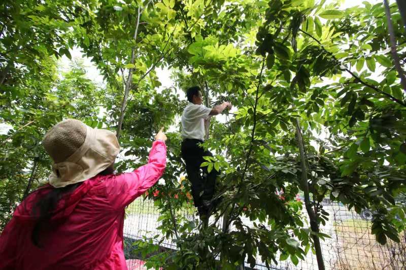 青钱柳大树青钱柳苗青钱柳叶青钱柳摇钱树金钱柳