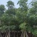 本地木棉（英雄树）8～15公分基地直销规格齐全来电