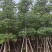 本地木棉（英雄树）8～15公分基地直销规格齐全来电
