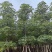 本地木棉（英雄树）8～15公分基地直销规格齐全来电