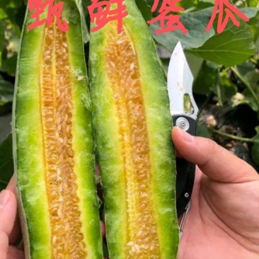 博洋61甜瓜百万亩甜瓜基地专业供应对接商超