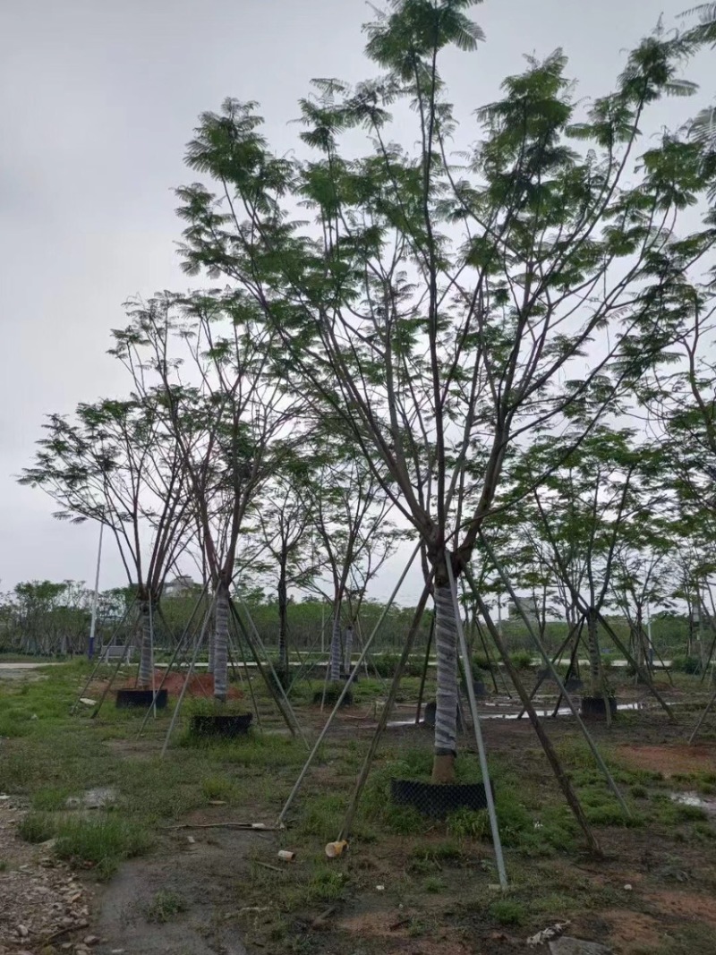 全冠凤凰木15～30公分基地直销规格齐全欢迎老板来电