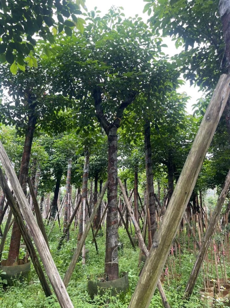 秋枫15～18公分基地直销规格齐全欢迎老板来电咨询