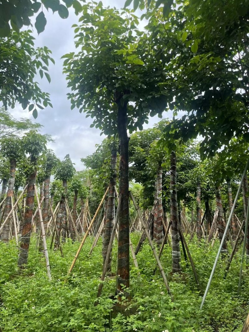 秋枫15～18公分基地直销规格齐全欢迎老板来电咨询