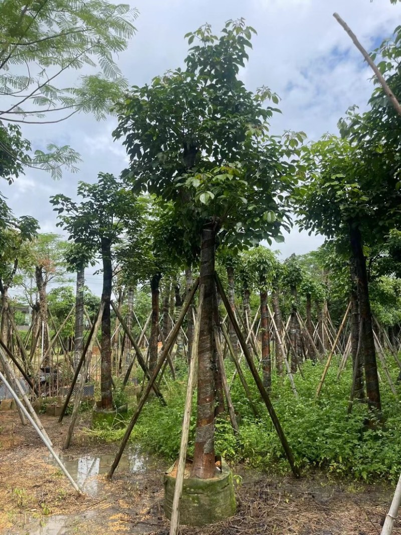 秋枫15～18公分基地直销规格齐全欢迎老板来电咨询