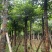 秋枫15～18公分基地直销规格齐全欢迎老板来电咨询