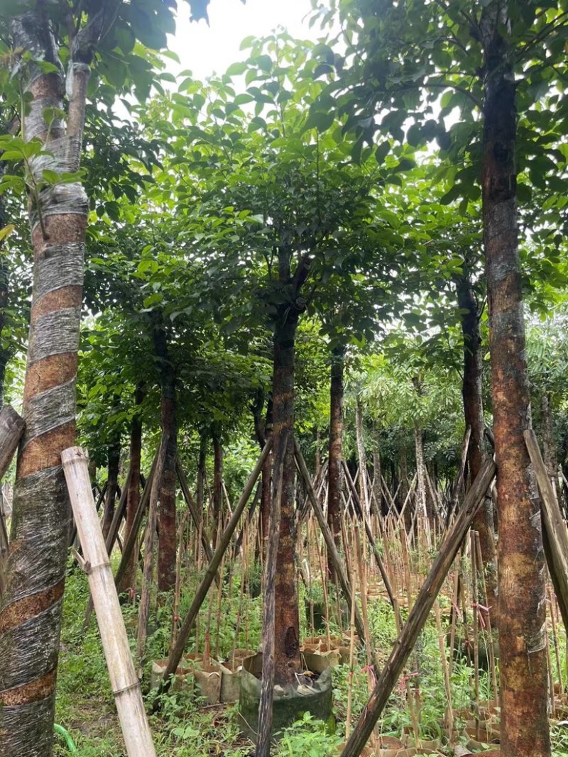 秋枫15～18公分基地直销规格齐全欢迎老板来电咨询