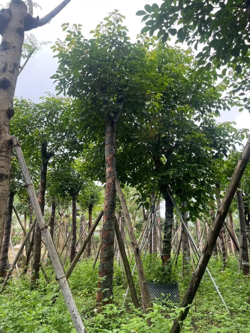 秋枫15～18公分基地直销规格齐全欢迎老板来电咨询