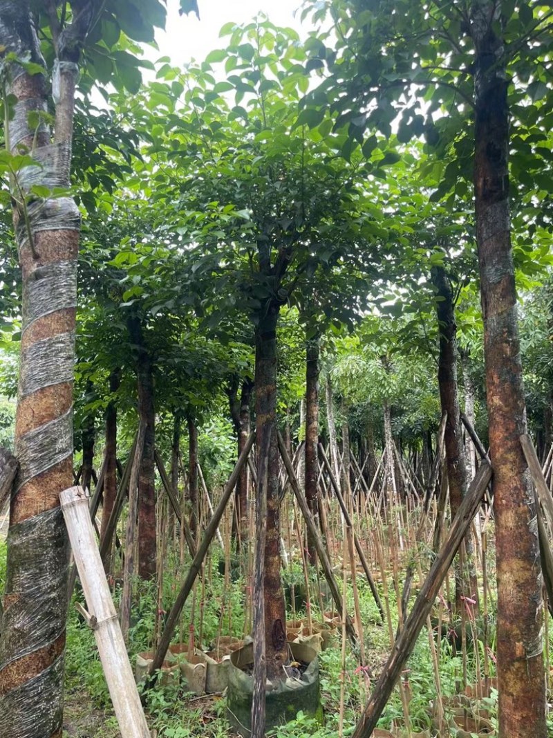 秋枫15～18公分基地直销规格齐全欢迎老板来电咨询