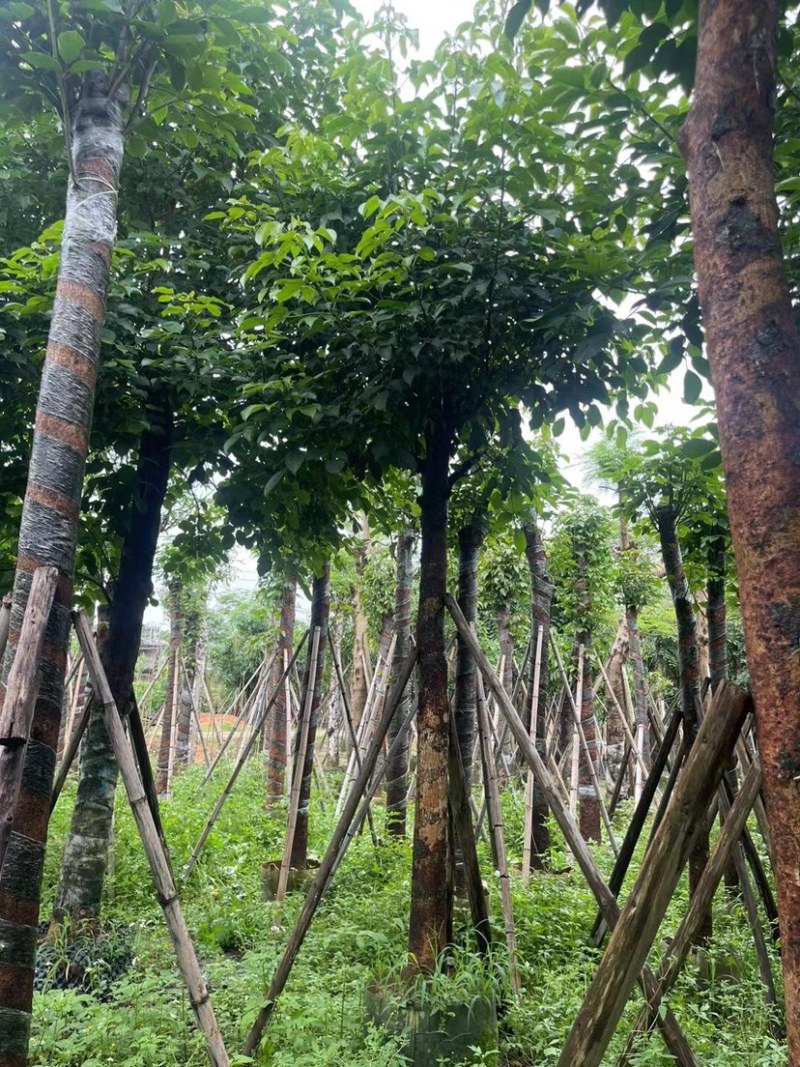 秋枫15～18公分基地直销规格齐全欢迎老板来电咨询