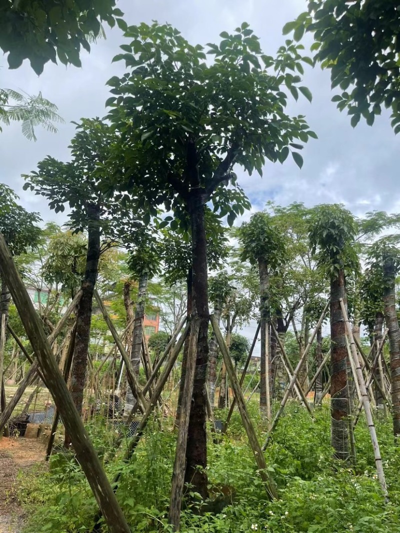 秋枫15～18公分基地直销规格齐全欢迎老板来电咨询