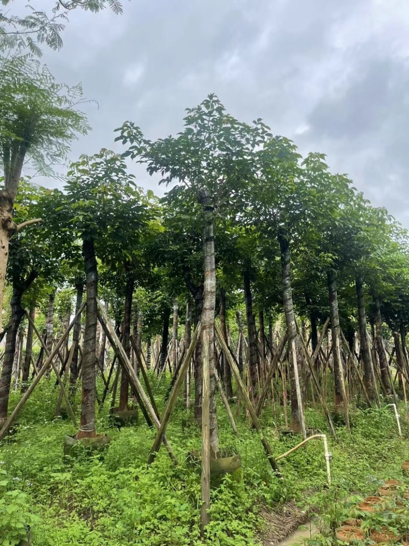 秋枫15～18公分基地直销规格齐全欢迎老板来电咨询