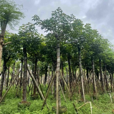秋枫15～18公分基地直销规格齐全欢迎老板来电咨询