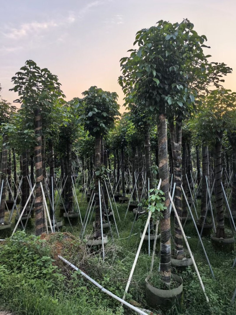 重阳木10～15公分基地直销规格齐全欢迎老板来电咨询
