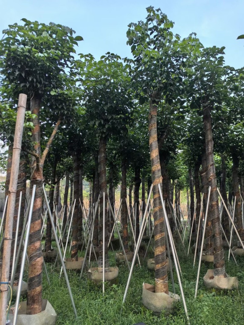 重阳木10～15公分基地直销规格齐全欢迎老板来电咨询