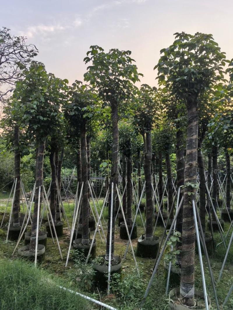 重阳木10～15公分基地直销规格齐全欢迎老板来电咨询