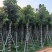 重阳木10～15公分基地直销规格齐全欢迎老板来电咨询
