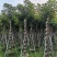 重阳木10～15公分基地直销规格齐全欢迎老板来电咨询