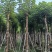 重阳木10～15公分基地直销规格齐全欢迎老板来电咨询