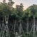 重阳木10～15公分基地直销规格齐全欢迎老板来电咨询