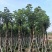 重阳木10～15公分基地直销规格齐全欢迎老板来电咨询
