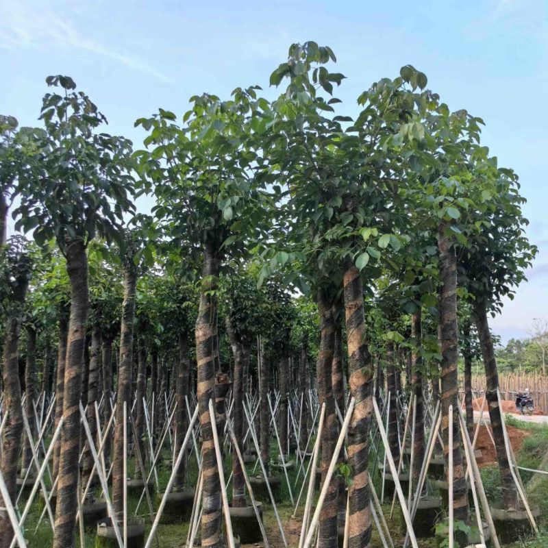 重阳木10～15公分基地直销规格齐全欢迎老板来电咨询