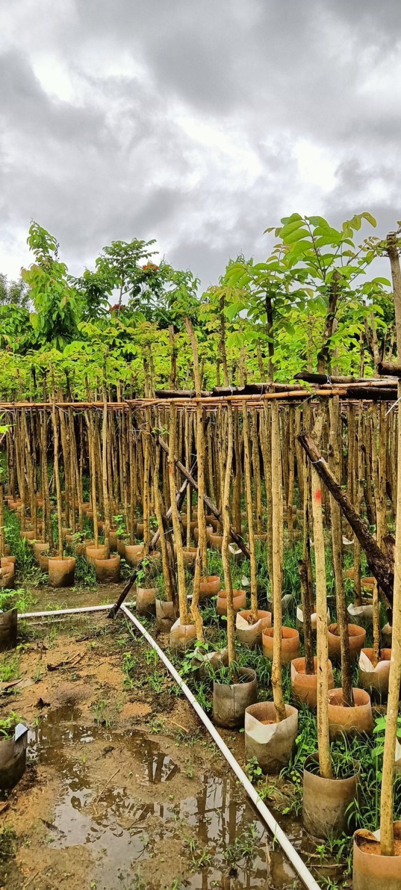 火焰木3～5公分基地直销规格齐全欢迎老板来电咨询合作