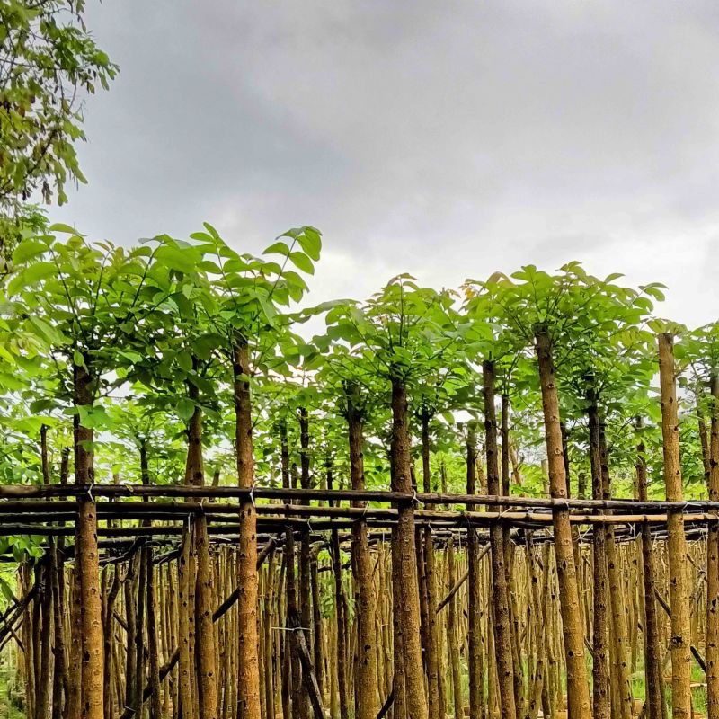 火焰木3～5公分基地直销规格齐全欢迎老板来电咨询合作