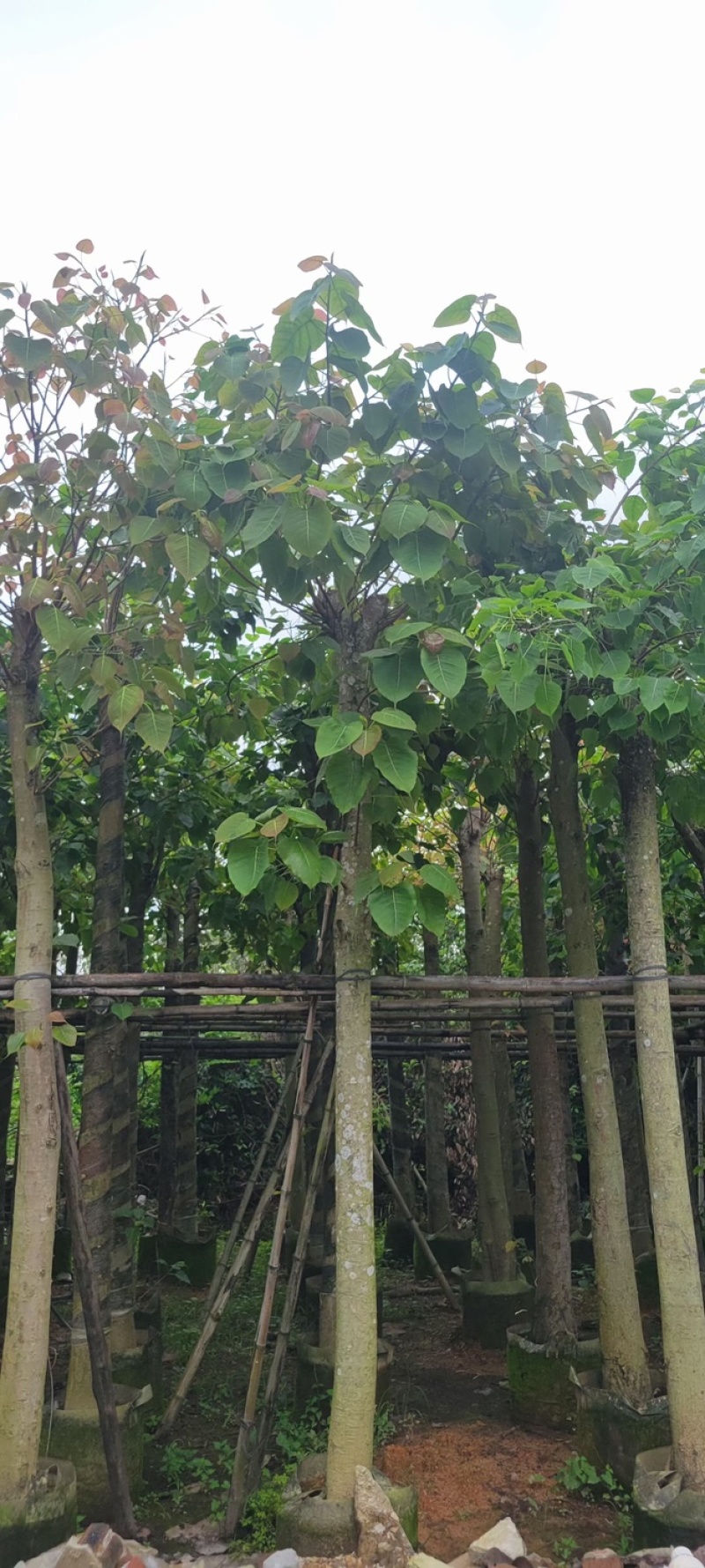 菩提榕8～15公分基地直销规格齐全欢迎老板来电咨询