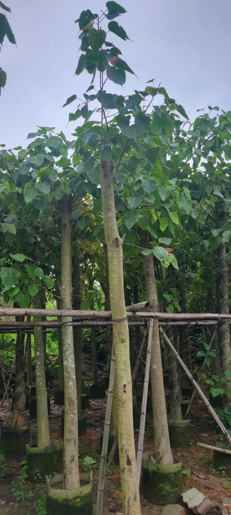 菩提榕8～15公分基地直销规格齐全欢迎老板来电咨询