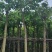 菩提榕8～15公分基地直销规格齐全欢迎老板来电咨询
