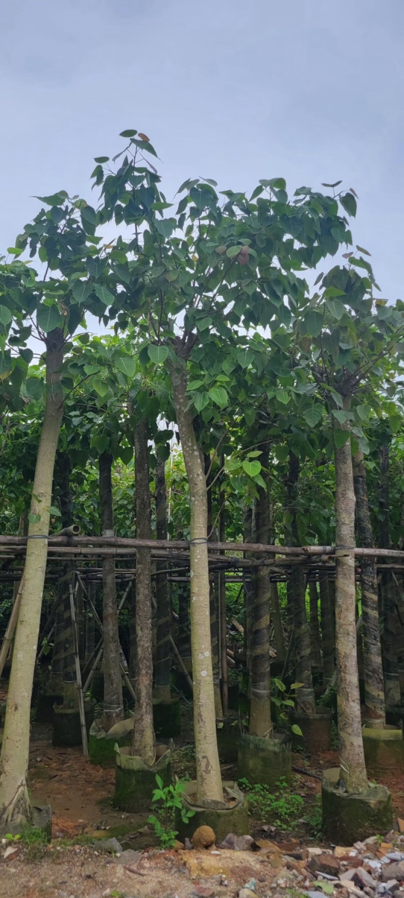 菩提榕8～15公分基地直销规格齐全欢迎老板来电咨询