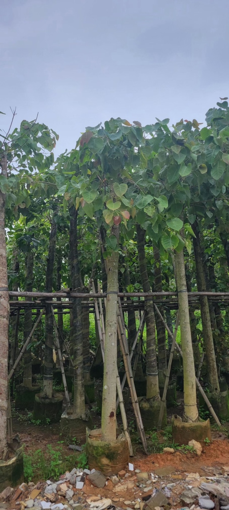 菩提榕8～15公分基地直销规格齐全欢迎老板来电咨询