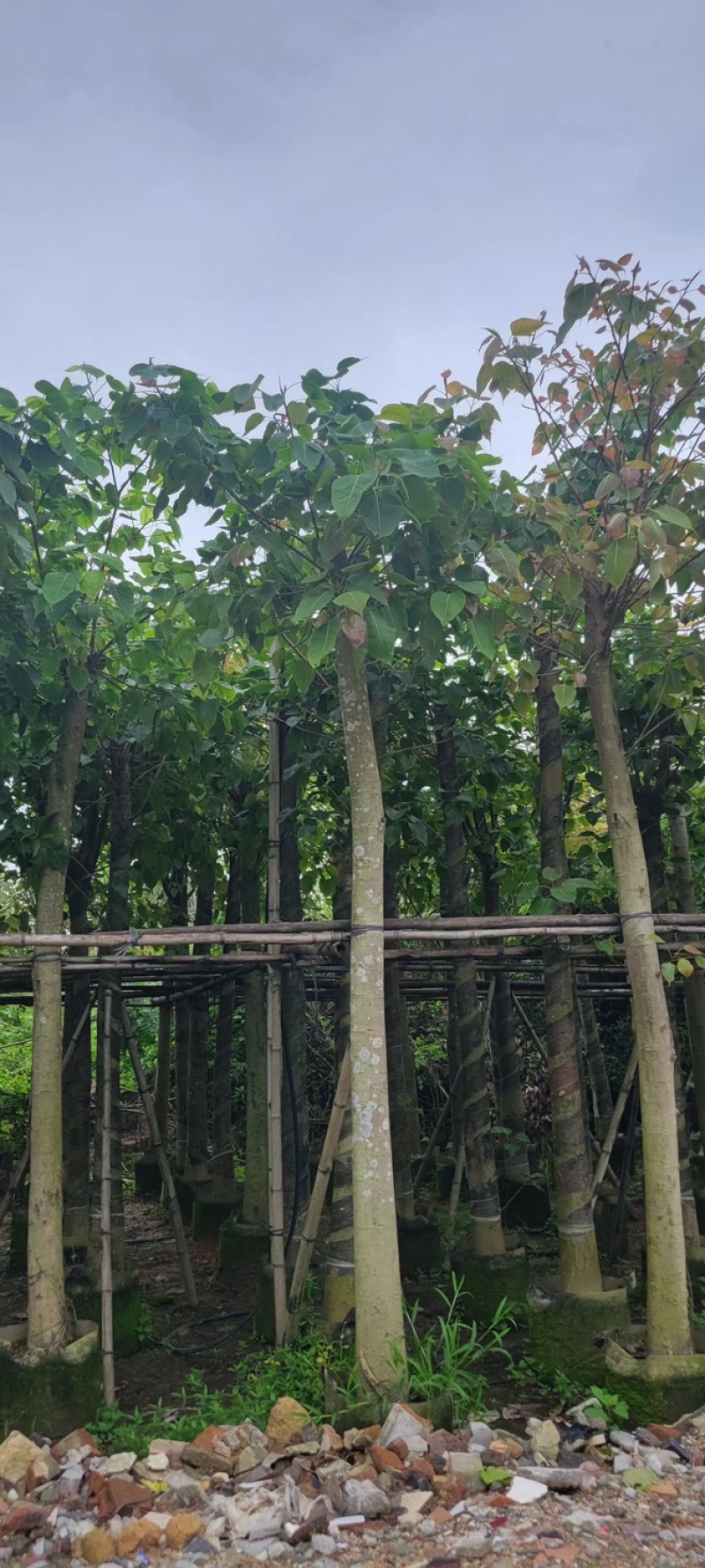 菩提榕8～15公分基地直销规格齐全欢迎老板来电咨询