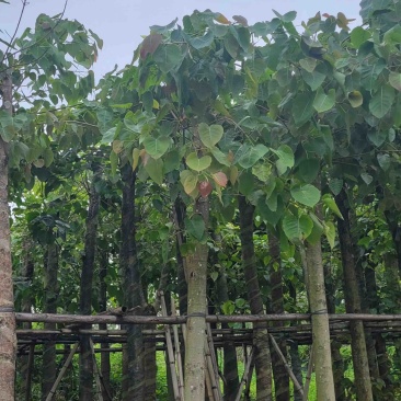 菩提榕8～15公分基地直销规格齐全欢迎老板来电咨询