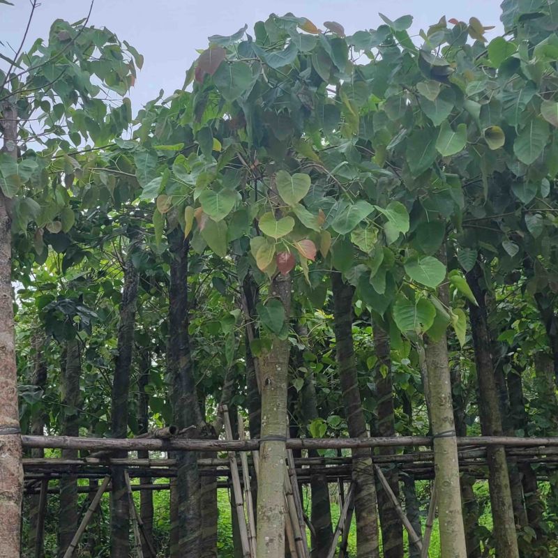 菩提榕8～15公分基地直销规格齐全欢迎老板来电咨询