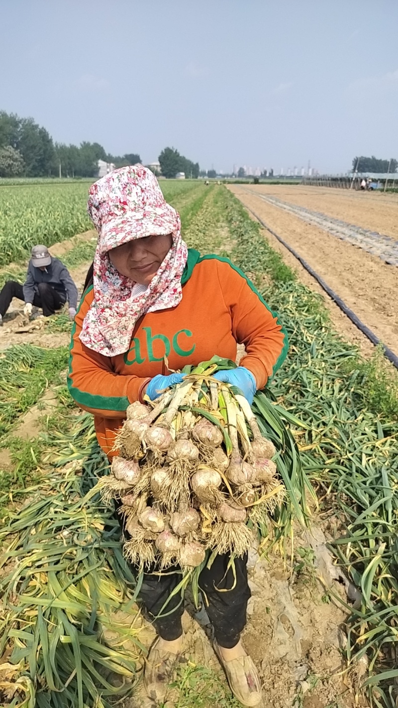 河南大蒜新鲜上市，承接各大电商，商超，档口，货源充足