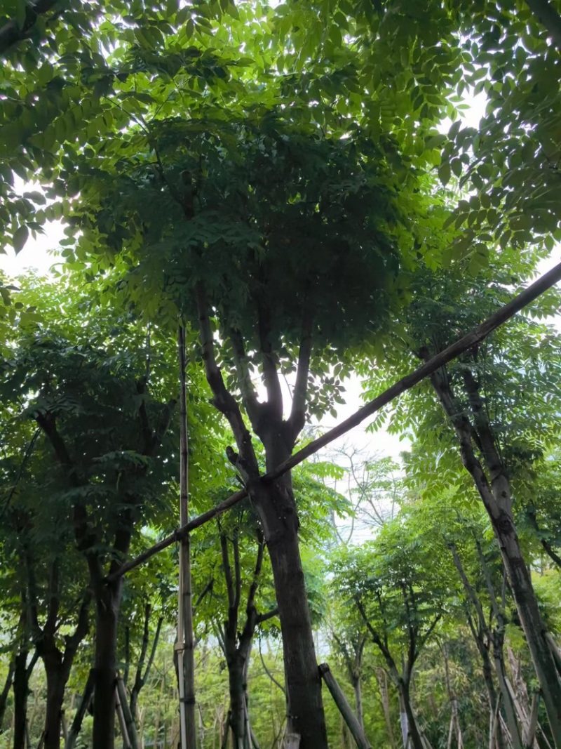 栾树12～15公分基地直销规格齐全欢迎老板来电咨询