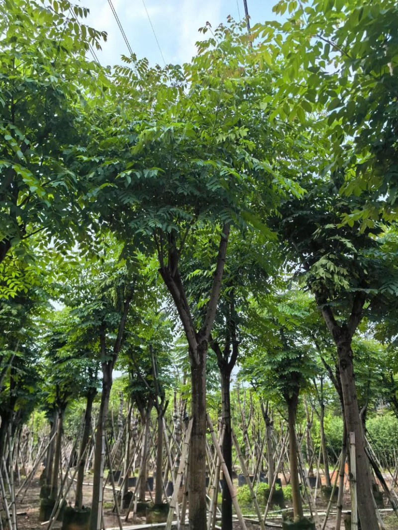 栾树12～15公分基地直销规格齐全欢迎老板来电咨询