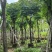 栾树12～15公分基地直销规格齐全欢迎老板来电咨询