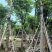 栾树12～15公分基地直销规格齐全欢迎老板来电咨询