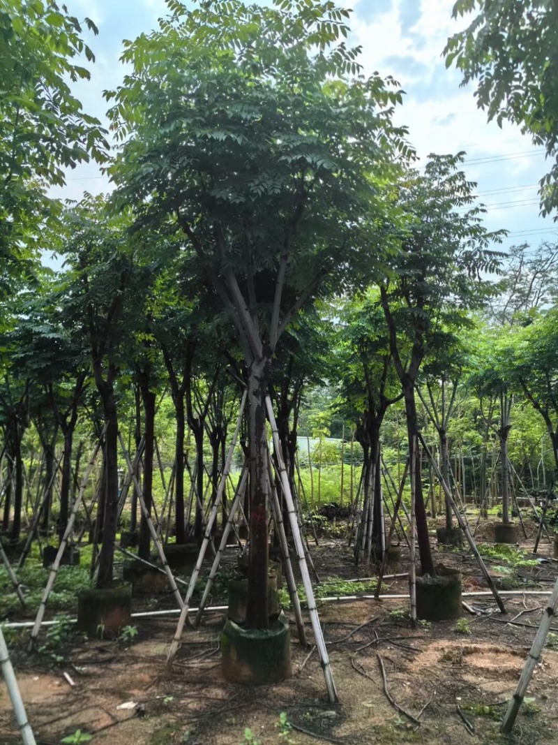 栾树12～15公分基地直销规格齐全欢迎老板来电咨询