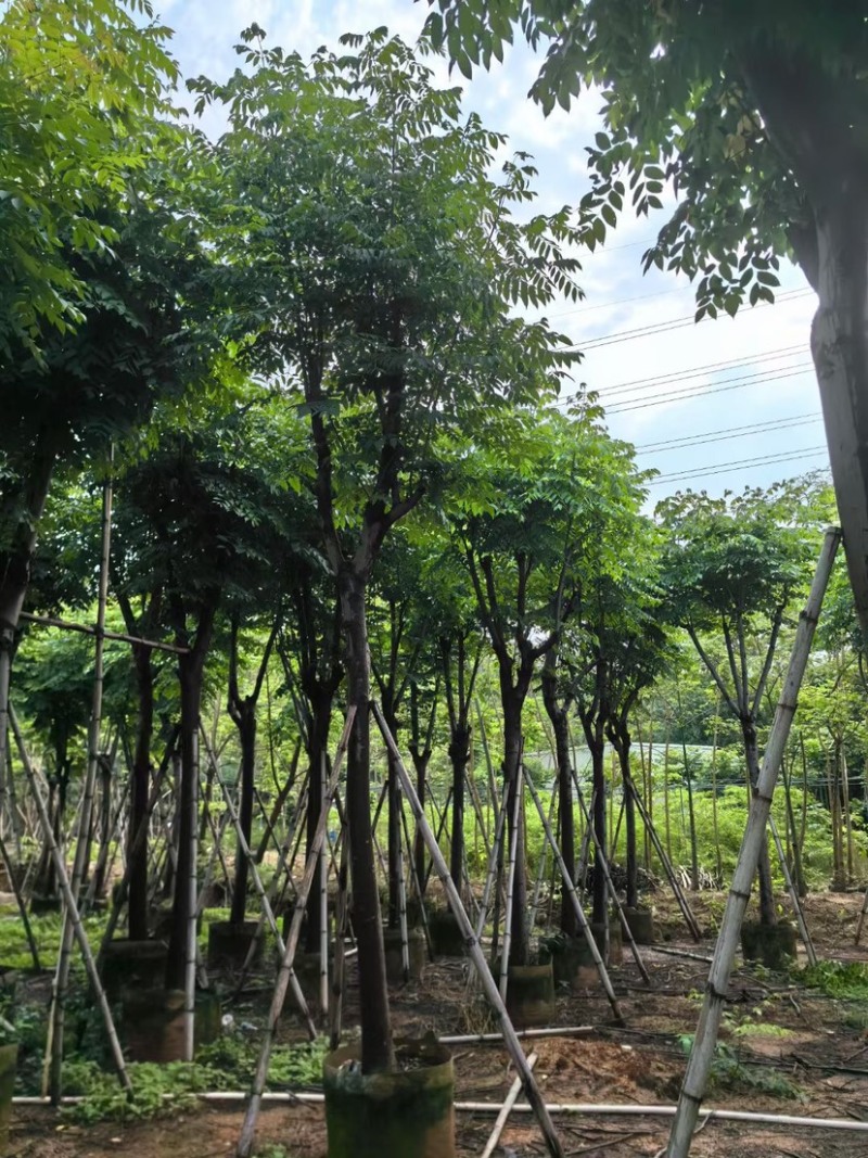 栾树12～15公分基地直销规格齐全欢迎老板来电咨询