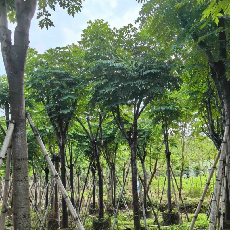 栾树12～15公分基地直销规格齐全欢迎老板来电咨询