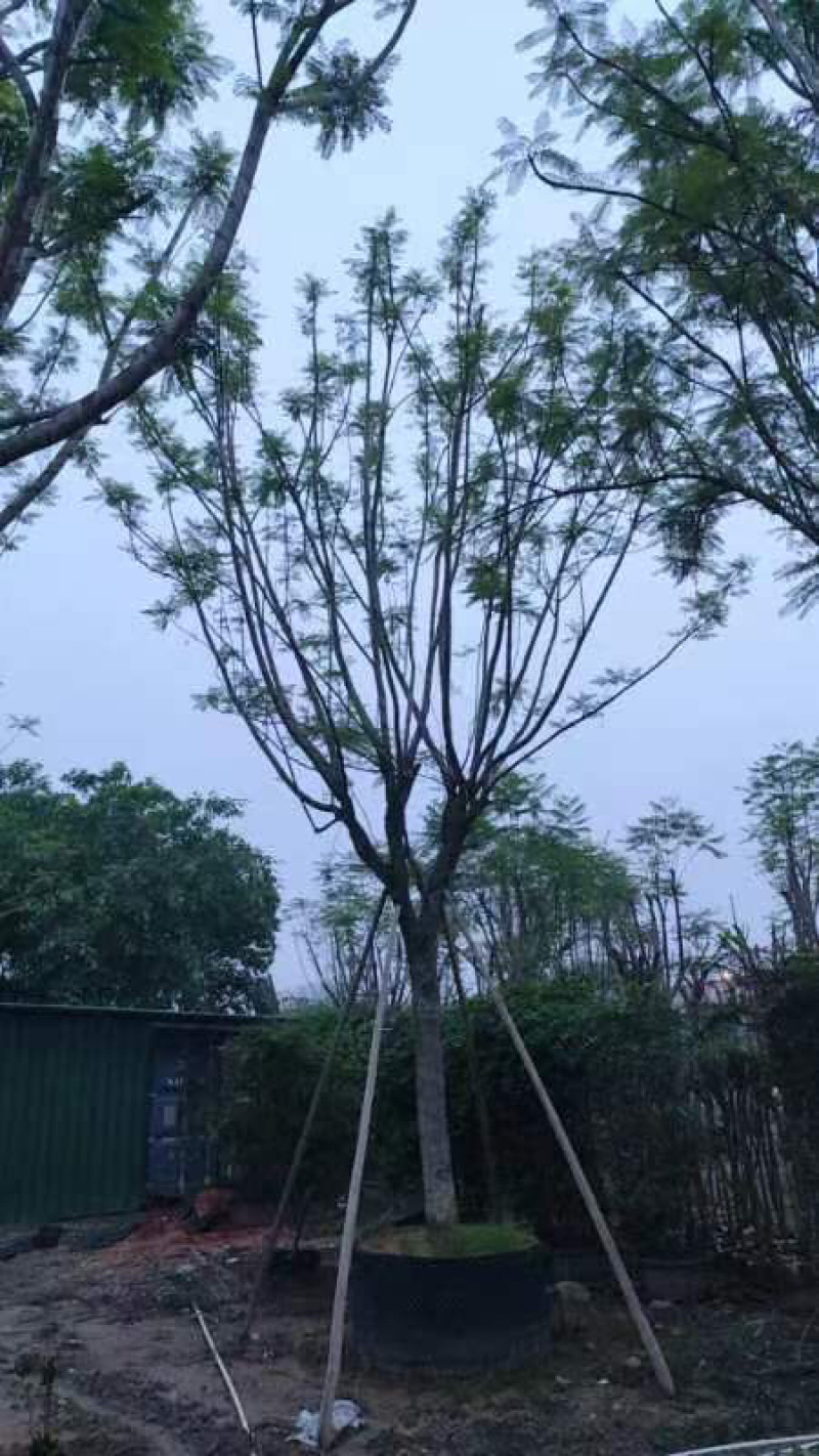 全冠蓝花楹25～30公分基地直销规格齐全欢迎老板来电
