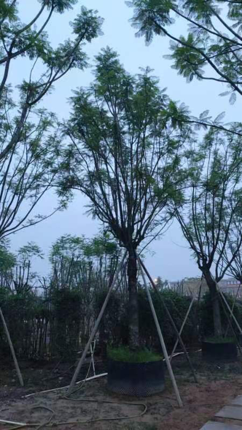 全冠蓝花楹25～30公分基地直销规格齐全欢迎老板来电