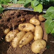 南阳黄心土豆大量上市，有沃土5号，荷兰15等品种，规格齐全，