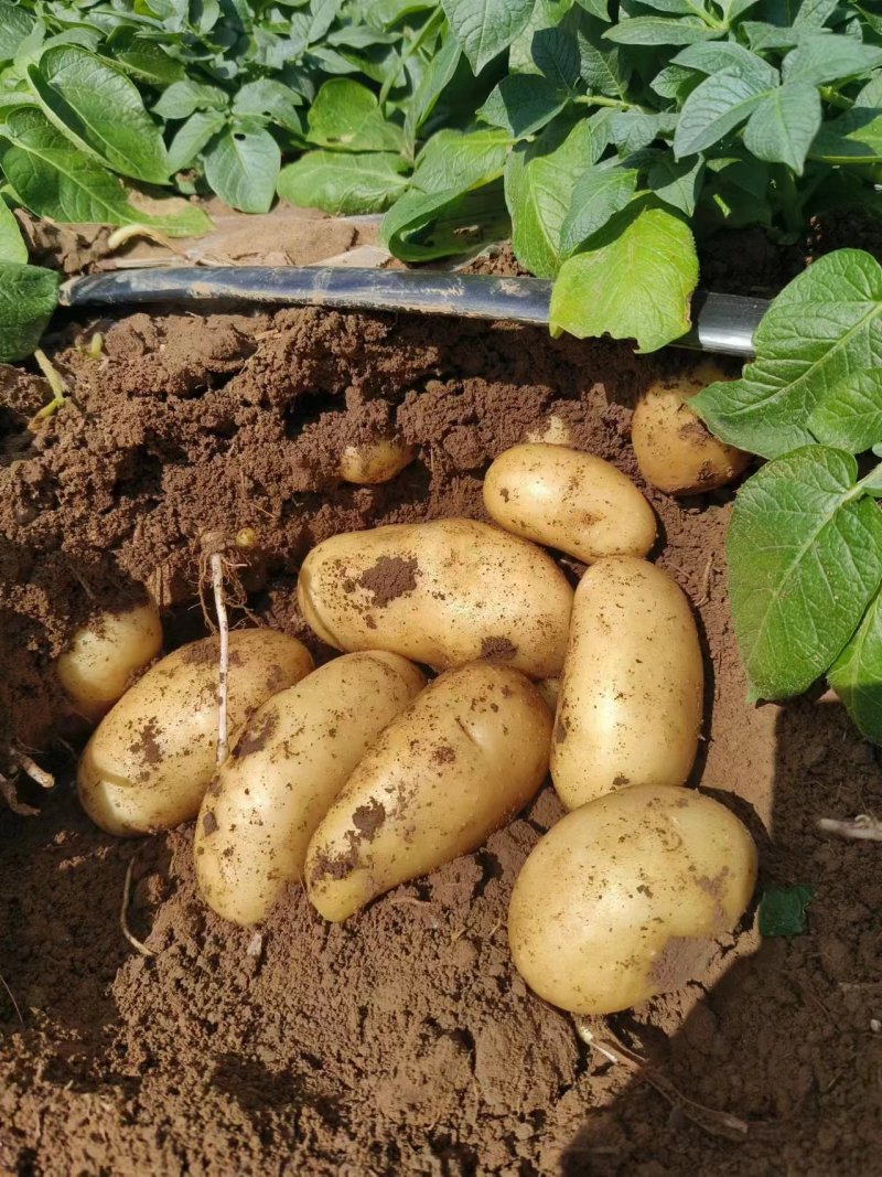 南阳黄心土豆大量上市，有沃土5号，荷兰15等品种，规格齐全，
