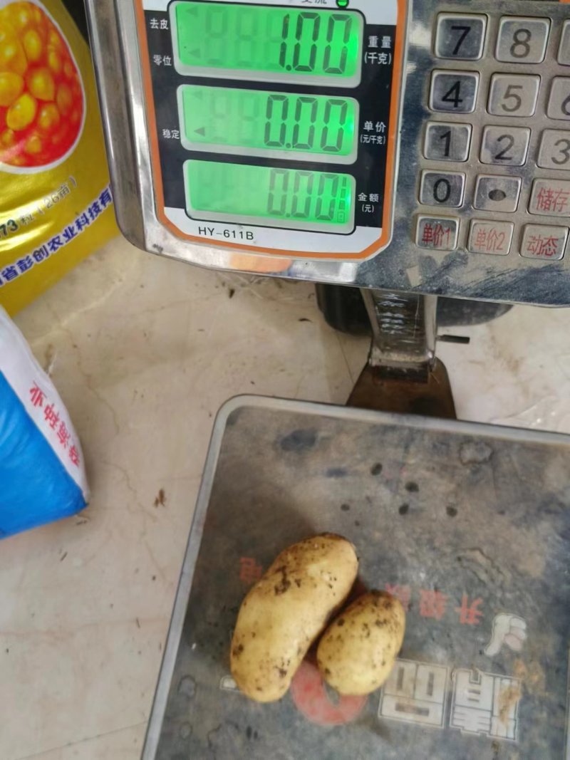 南阳黄心土豆大量上市，有沃土5号，荷兰15等品种，规格齐全，