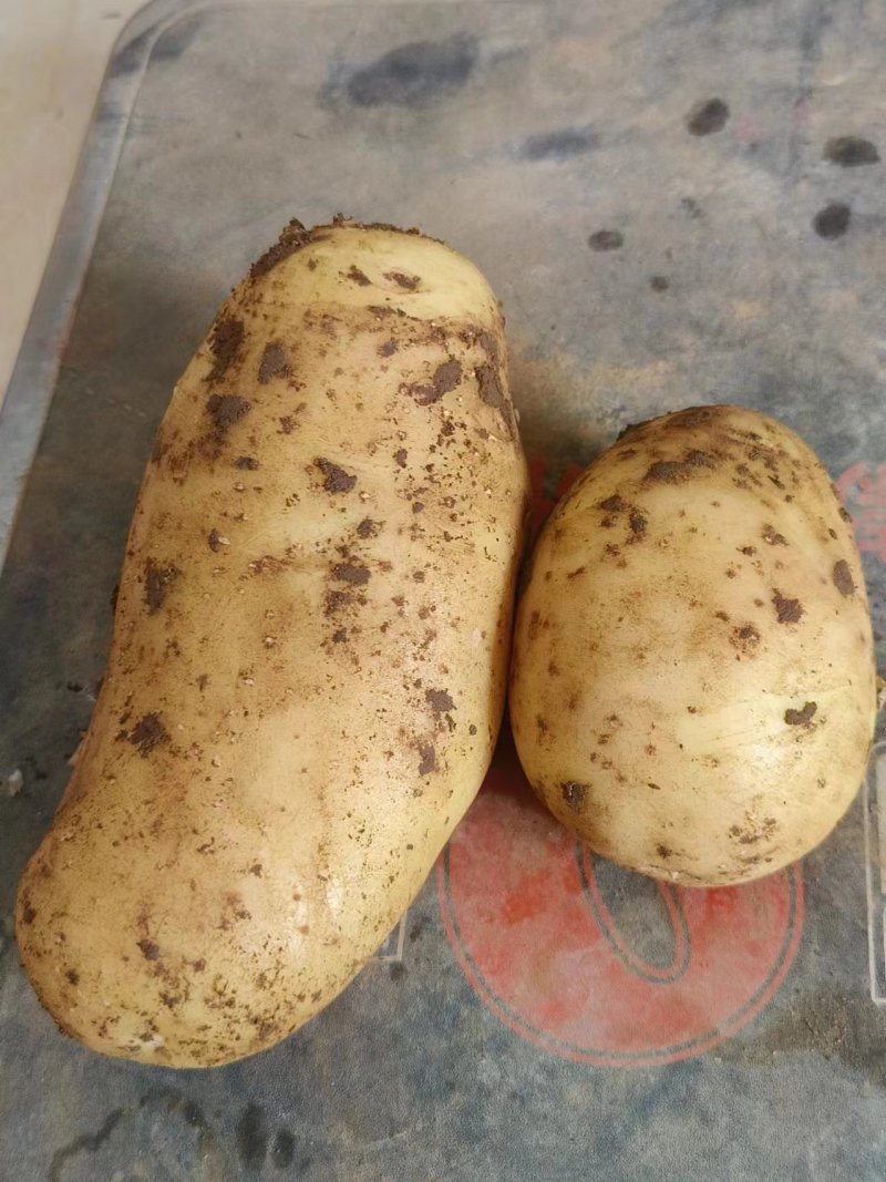 南阳黄心土豆大量上市，有沃土5号，荷兰15等品种，规格齐全，